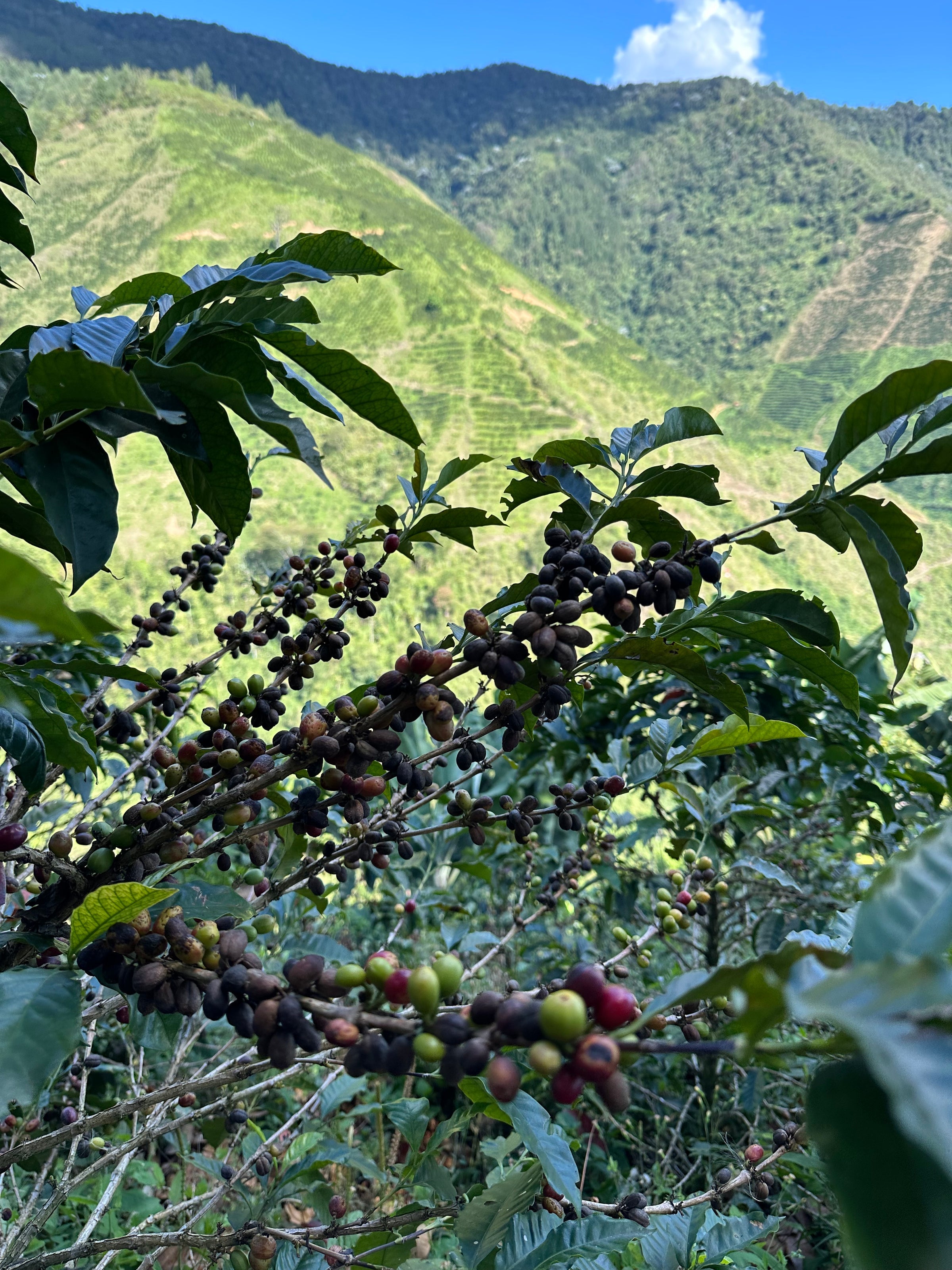 Piracii - Piloncillo